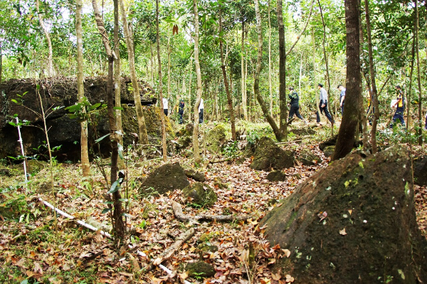 八角肉桂在石多土少的地方也能生长良好，十分适合八桂山区种植。.JPG